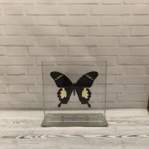 Метелик під склом Papilio nephelus sunatus 130x130