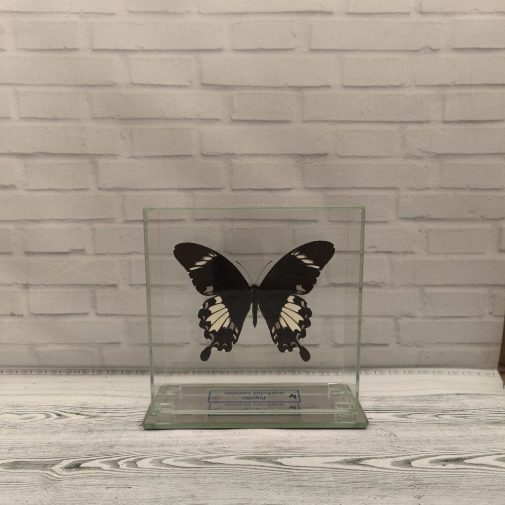 Метелик під склом Papilio nephelus sunatus 130x130