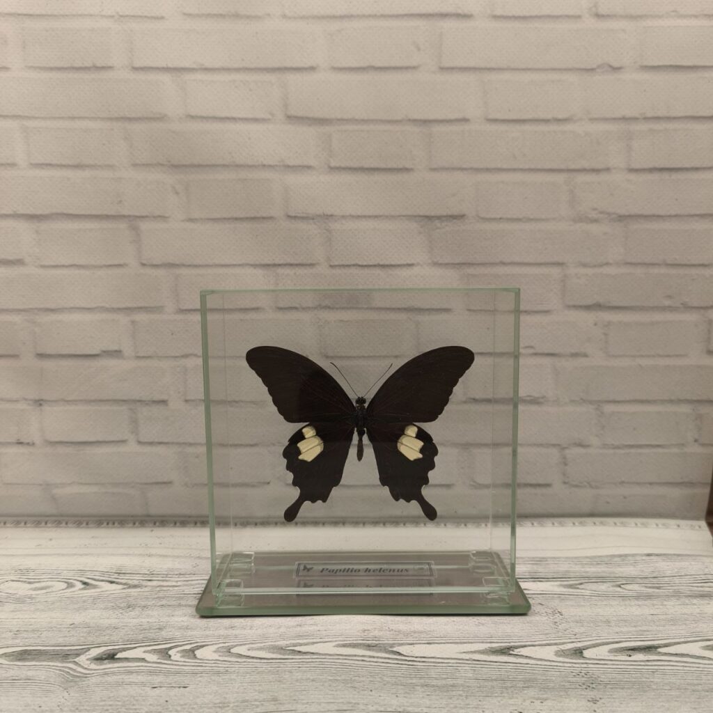 Метелик під склом Papilio helenus 130x130