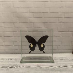 Метелик під склом Papilio helenus 130x130