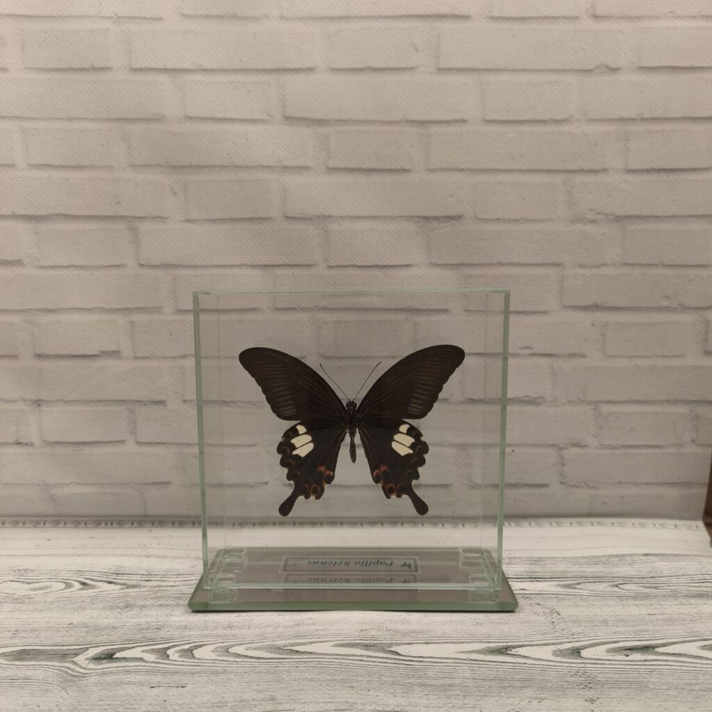 Метелик під склом Papilio helenus 130x130