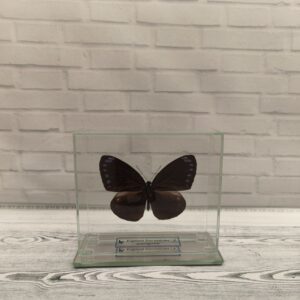 Метелик під склом Euploea leucostictos leucogonis 125x110