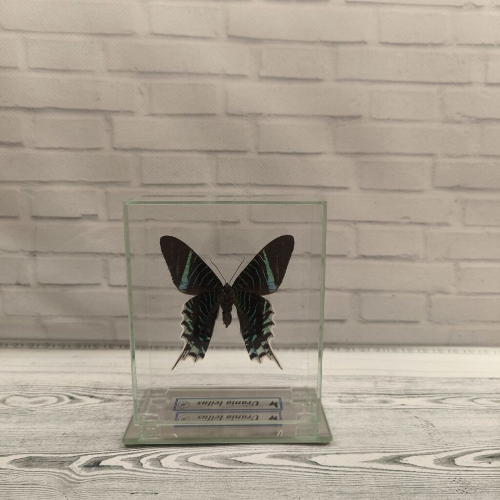 Метелик під склом  Urania leilus 100x120