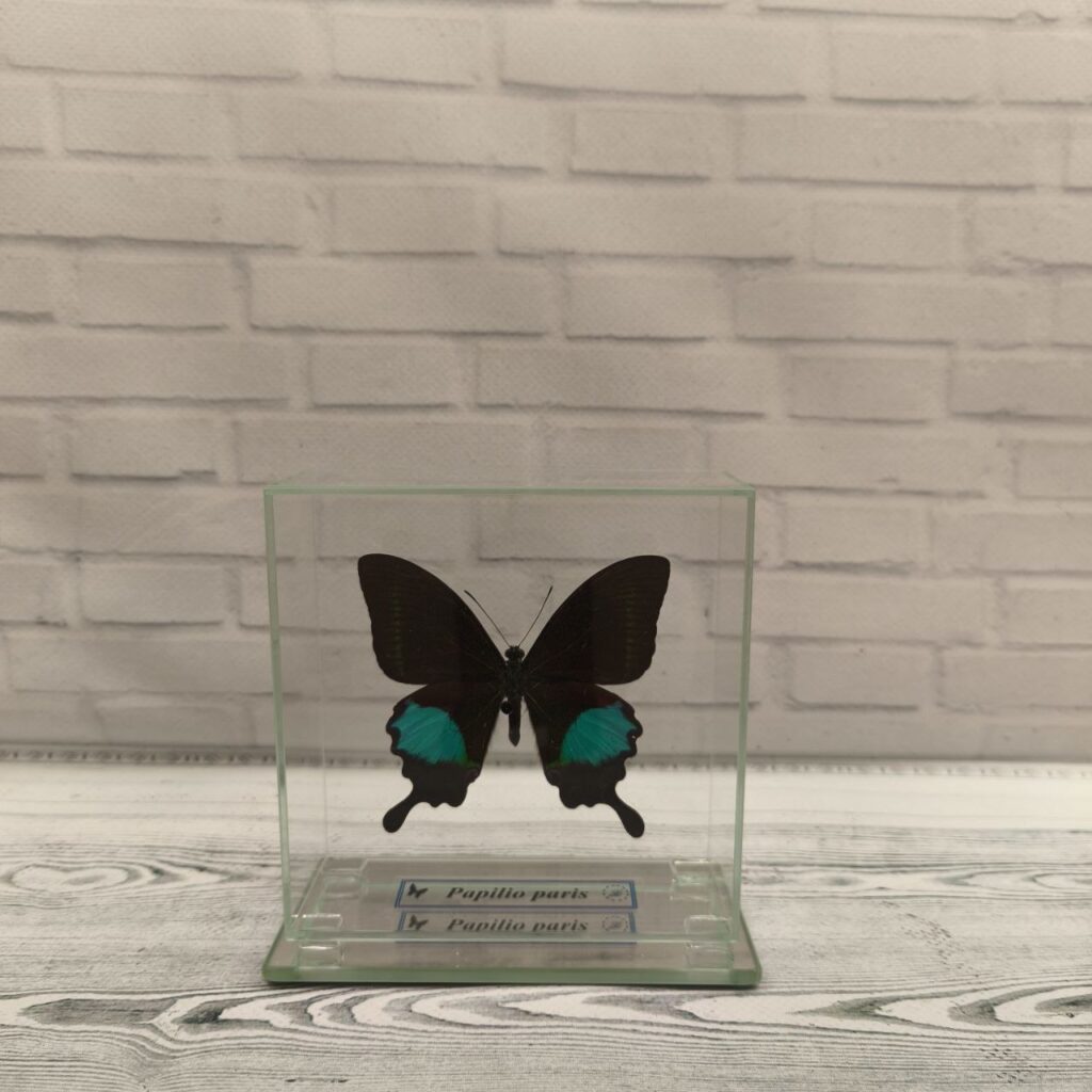 Метелик під склом Papilio paris 110x110