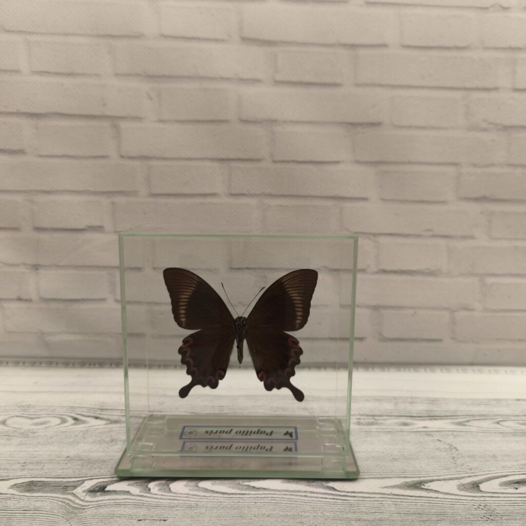 Метелик під склом Papilio paris 110x110