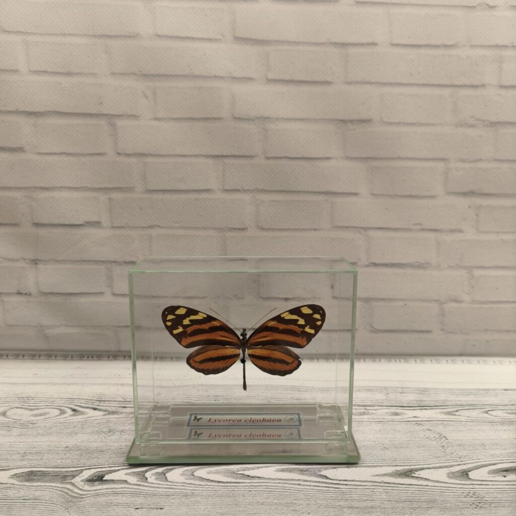 Метелик під склом Lycorea cleobaea 110x90