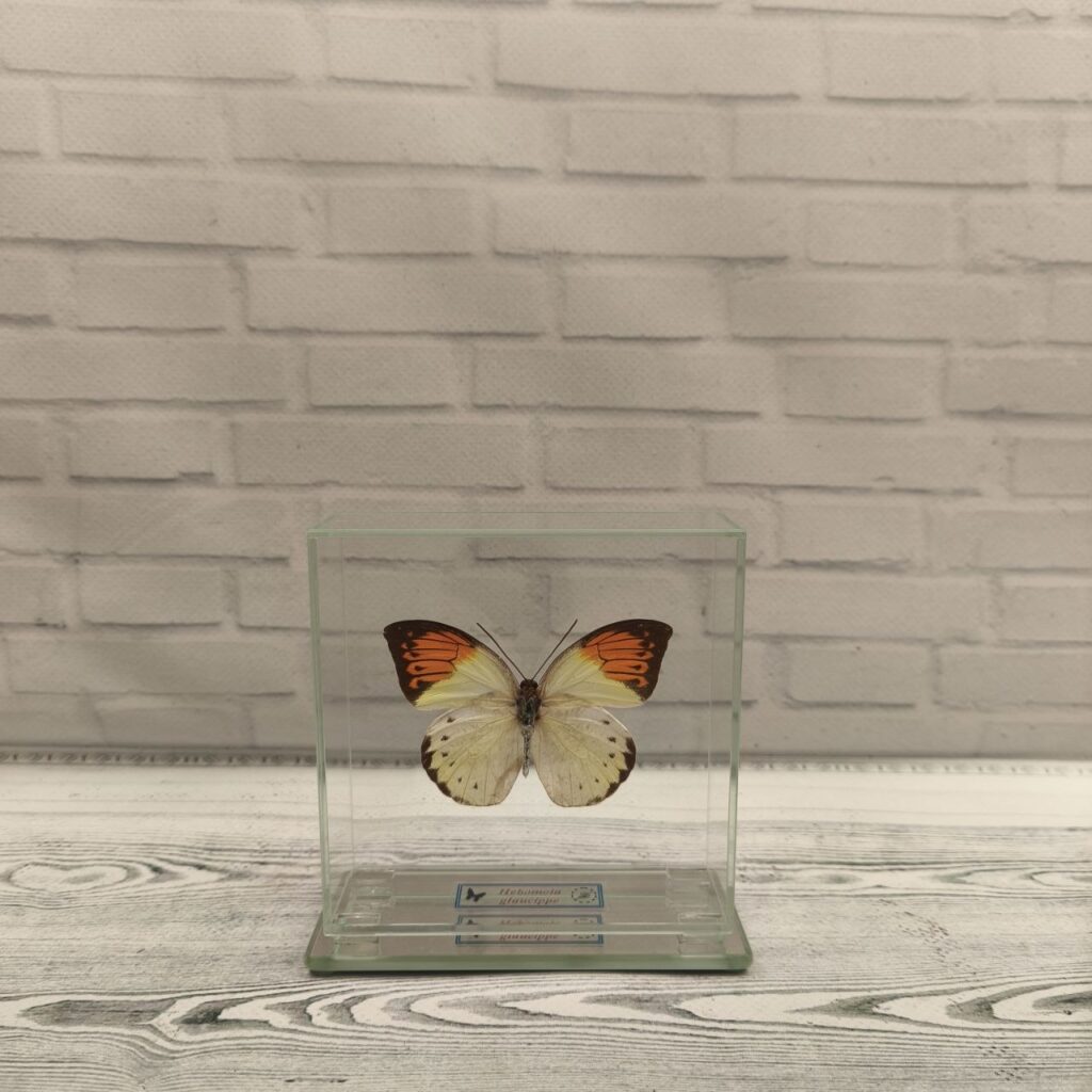 Метелик під склом Hebomoia glaucippe 100x100