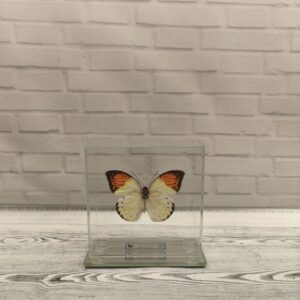 Метелик під склом Hebomoia glaucippe 100x100