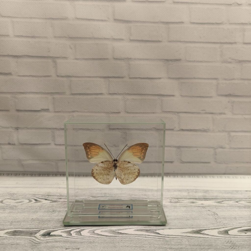 Метелик під склом Hebomoia glaucippe 100x100