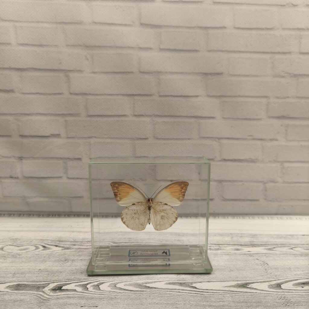 Метелик під склом Hebomoia glaucippe 100x90