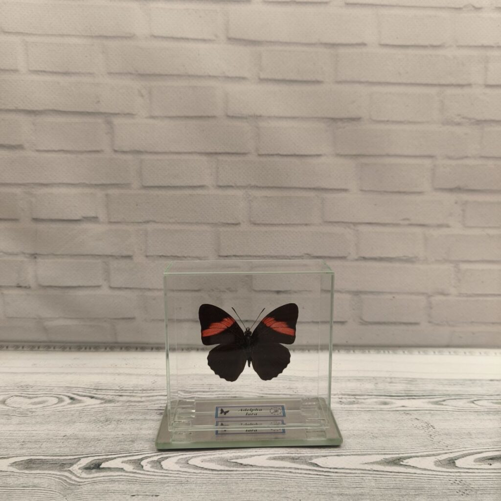 Метелик під склом Adelpha lara 85х85