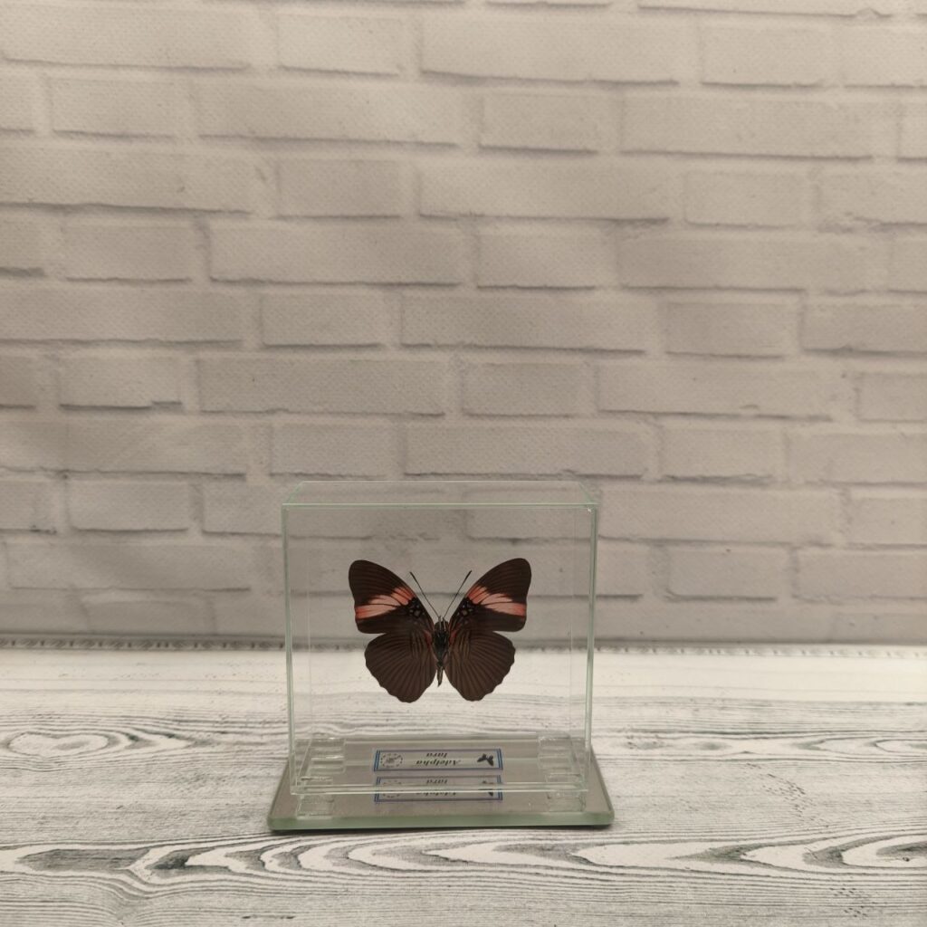 Метелик під склом Adelpha lara 85х85