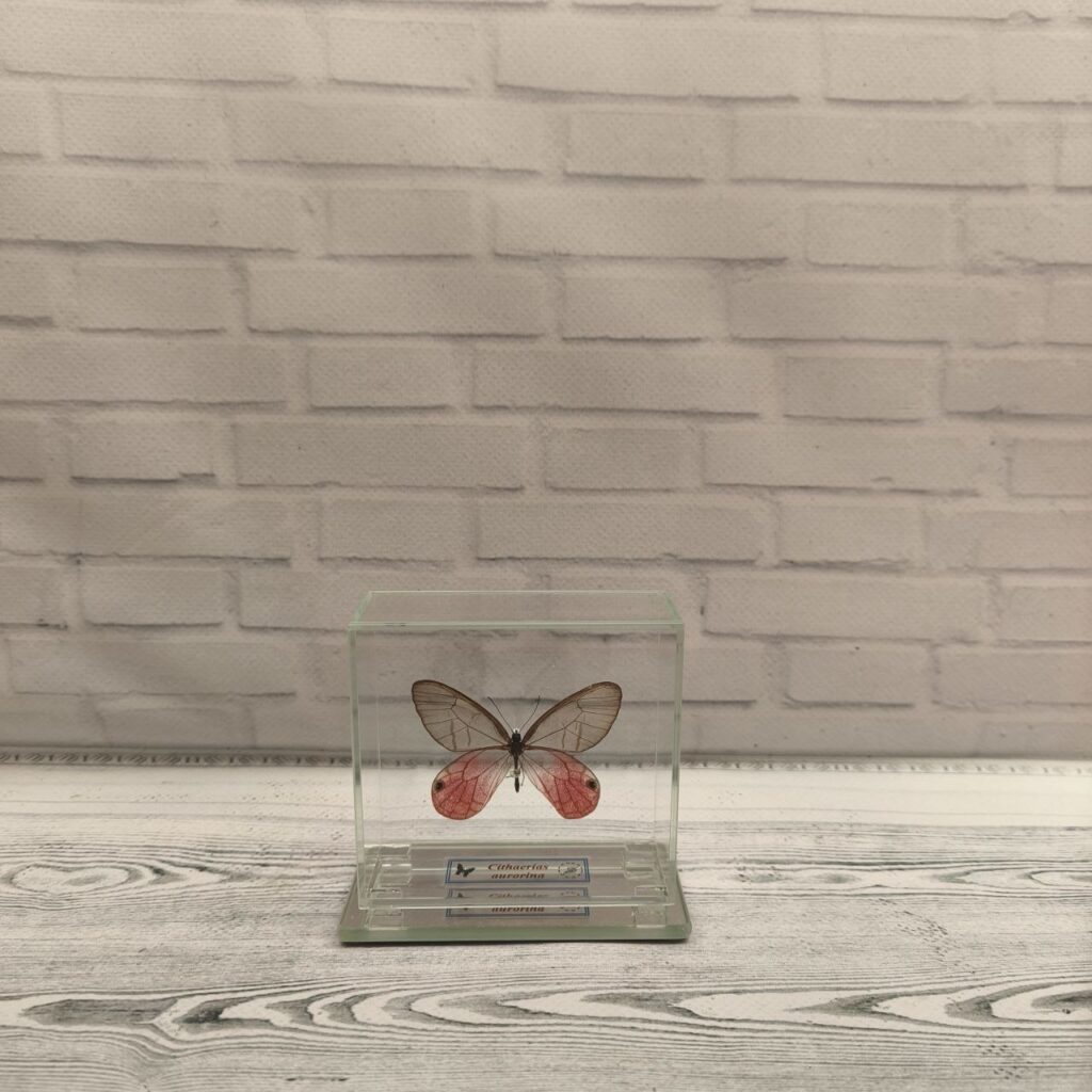 Метелик під склом Cithaerias aurorina 80х75