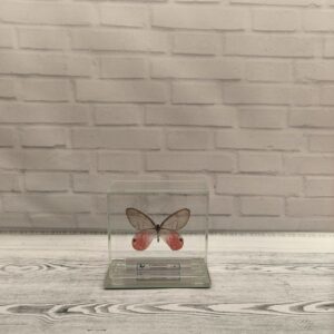 Метелик під склом Cithaerias aurorina 80х75