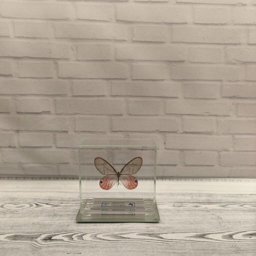 Метелик під склом Cithaerias aurorina 80х75